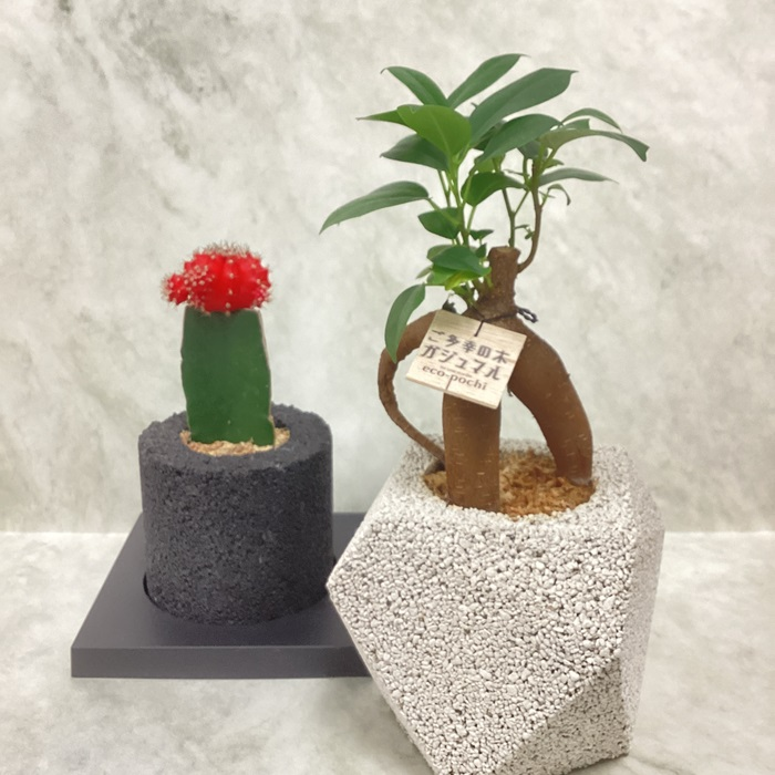 観葉植物　eco-pochi