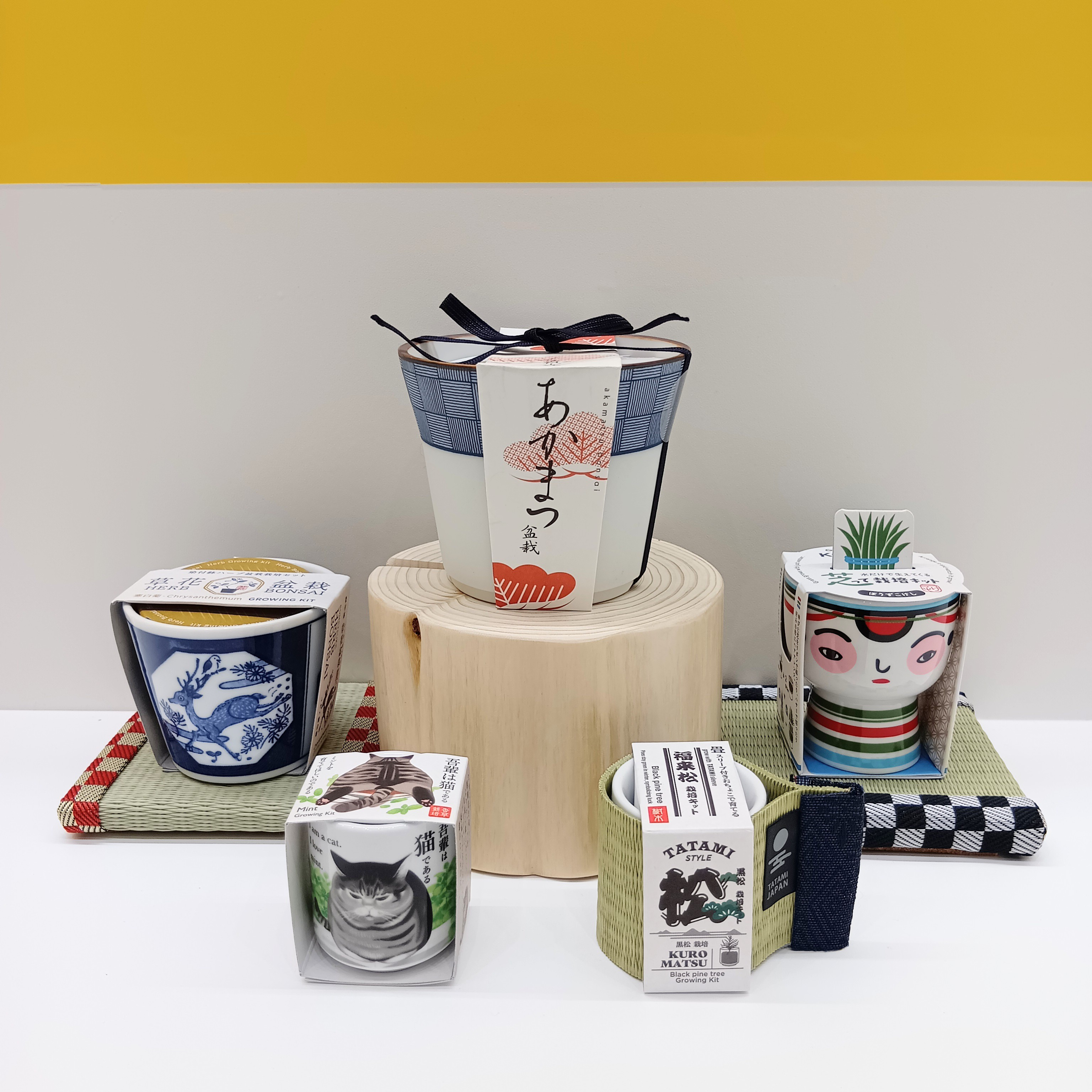 『ミニ盆栽』始めませんか？