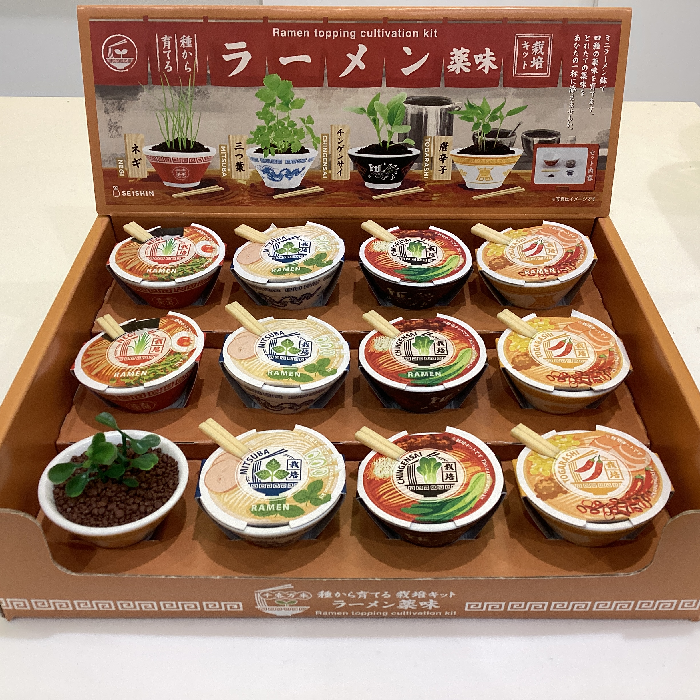ラーメン薬味　栽培キット