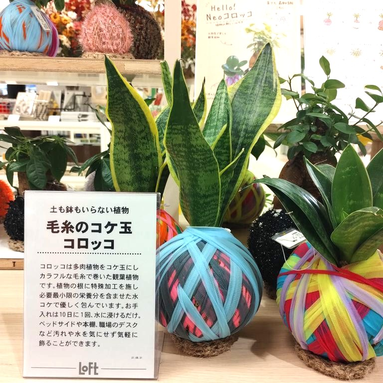 毛糸のコケ玉「コロッコ」